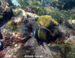 Intermediate French Angelfish swimming with what I think ... by Mark Reasor 